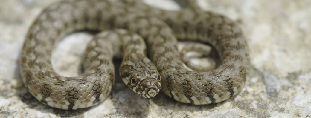 Ssserpentons sur la cèze - Molières sur Cèze