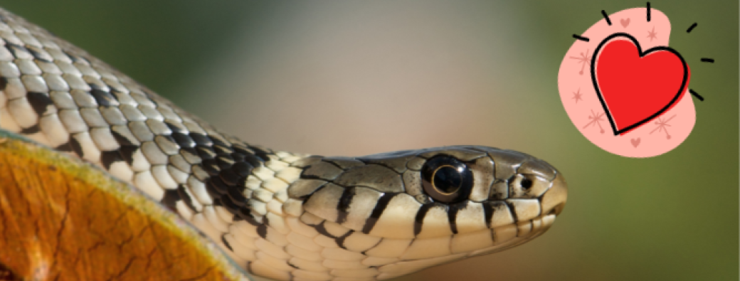 Ssssserpent ! (4-7 ans)