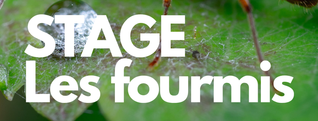 STAGE 6-12ans Les fourmis