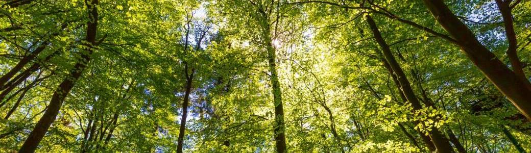 Stage Arbor d'été 5 jours