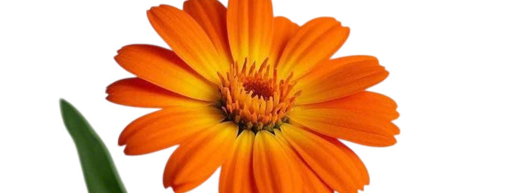 Stage Balade botanique et dessin