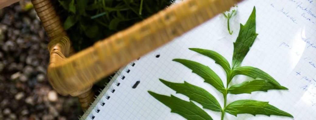 Stage "Botanique des comestibles"