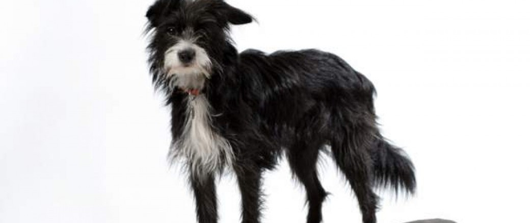 Stage clicker confirmés– Meyzieu - 28 juin 2020