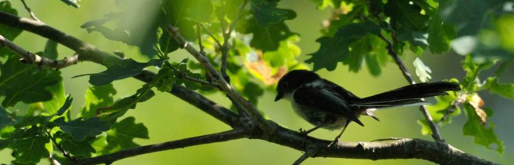 Stage "Créer son jardin-forêt+projet perso" 4,5J avec hébergement