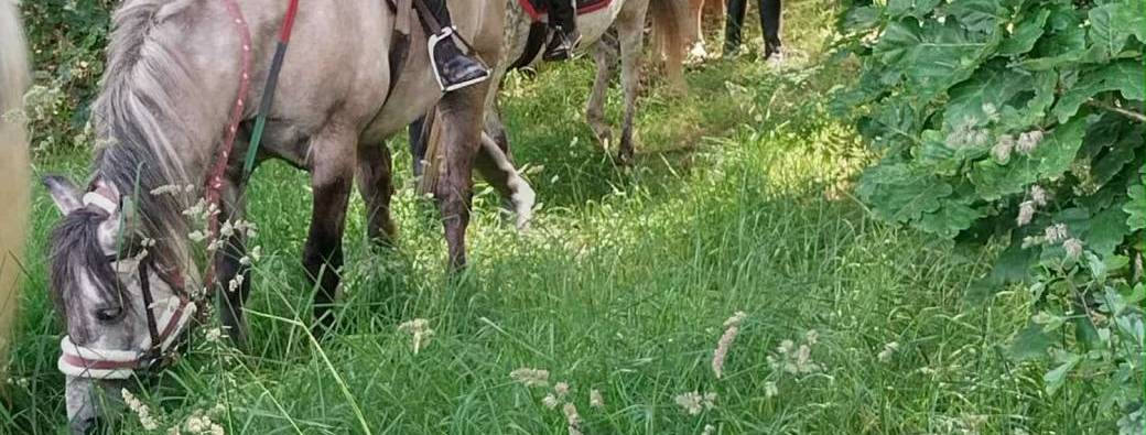 Stage d'Équitation (7 à 14 ans) - Viens vivre ta passion ! 