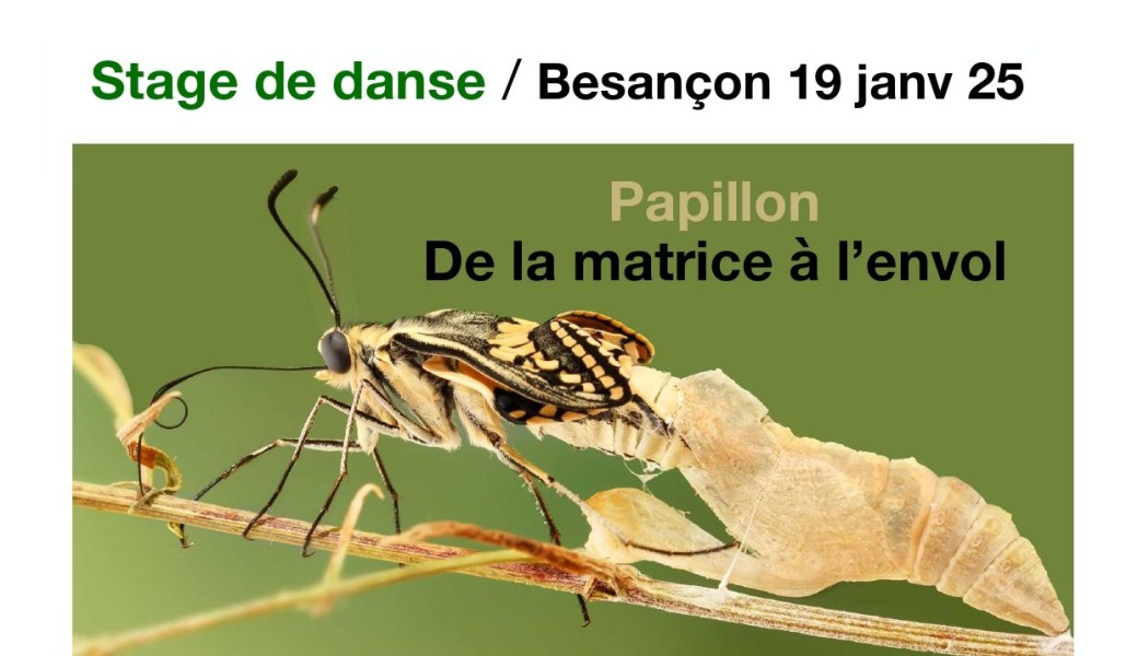 stage de danse  Papillon De la matrice à l'envol