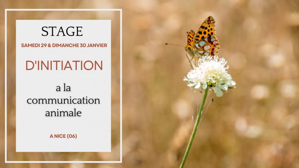 Stage d'initiation a la communication animale