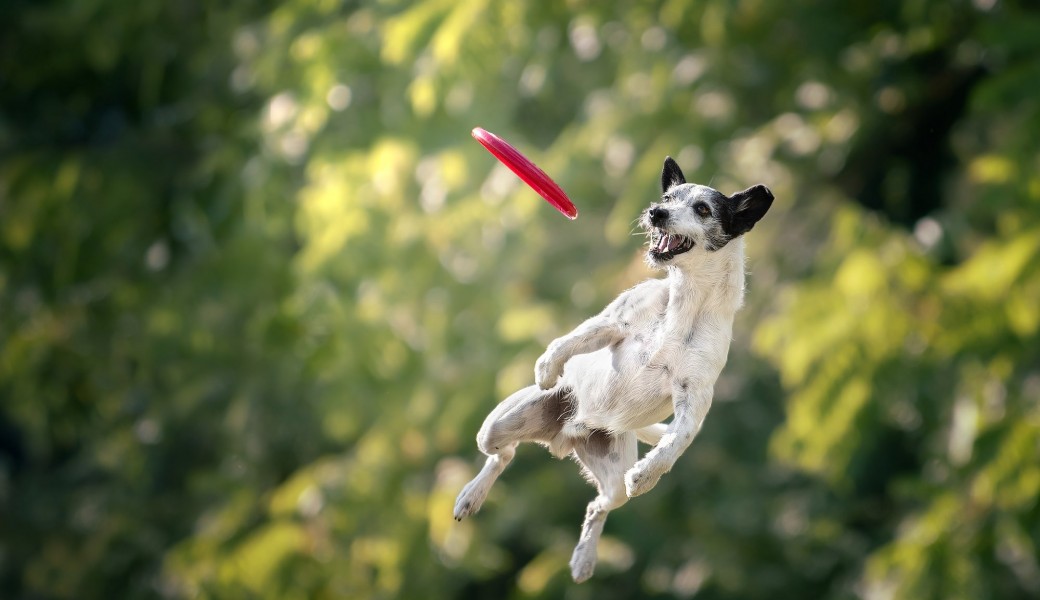 Stage frisbee 16 octobre 22