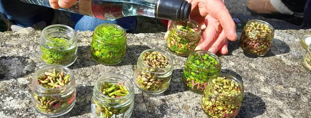 STAGE Gemmothérapie, sève de bouleau et plantes du printemps