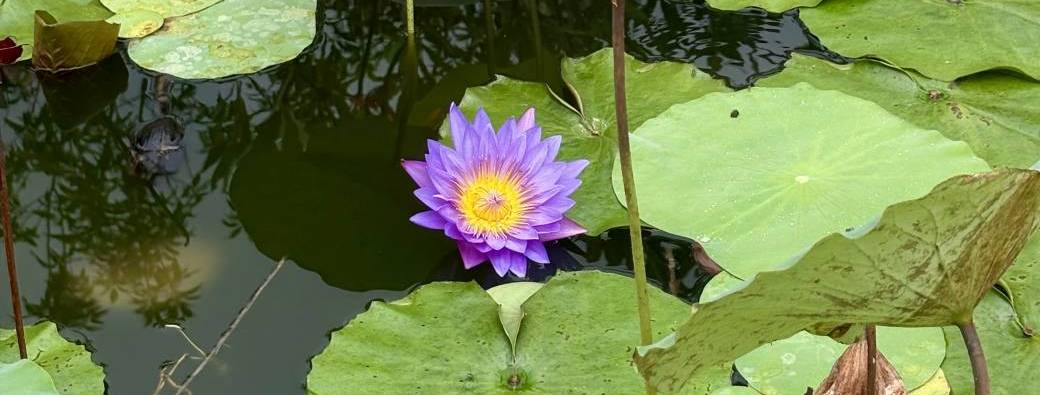 Stage immersif Transe thérapeutique respiration holotropique 