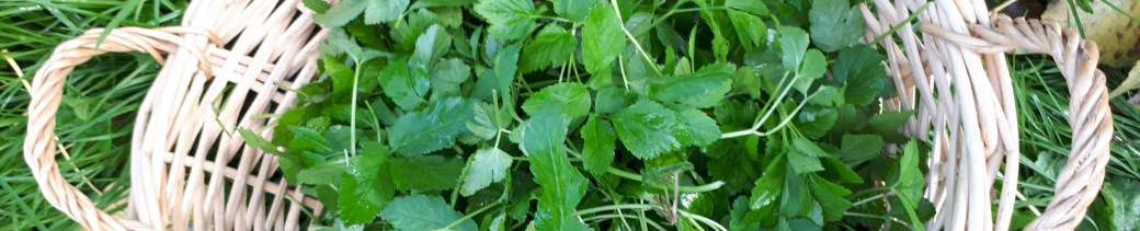 Stage intensif plantes sauvages