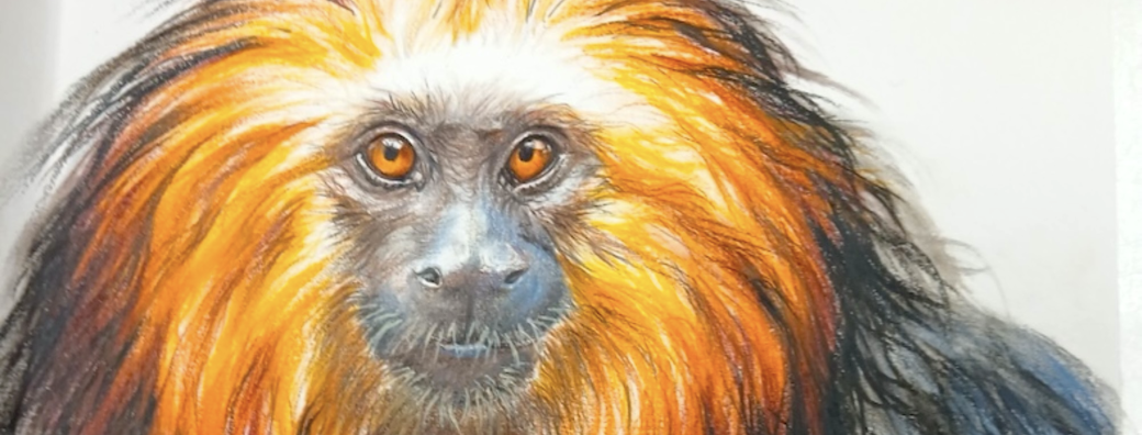 Stage - Le crayon aquarelle à travers le monde animalier 