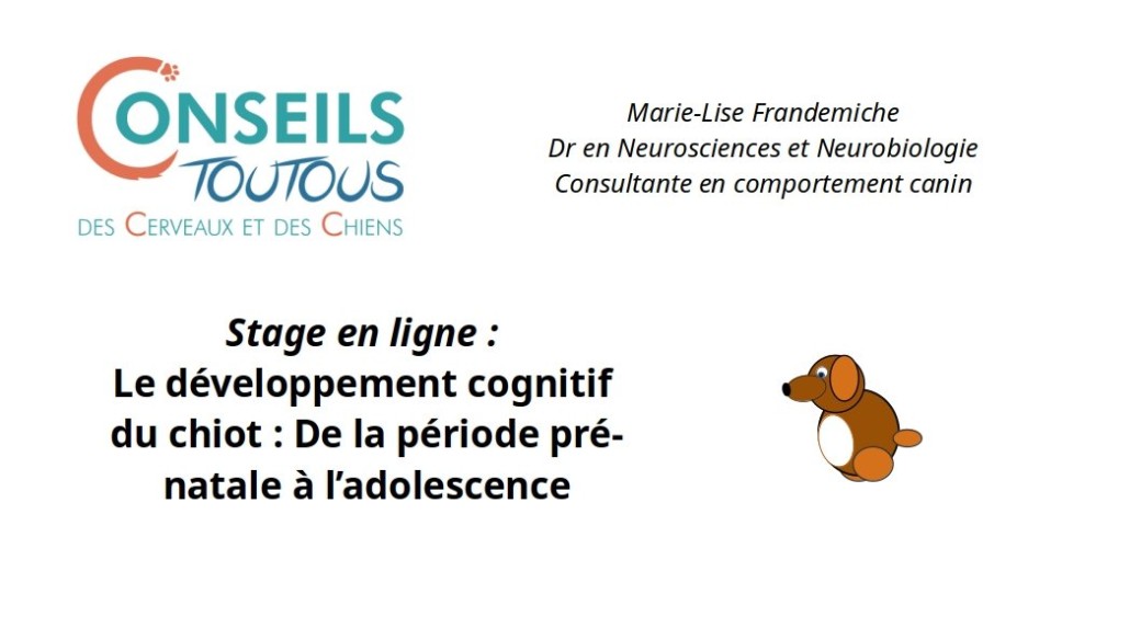 Stage - Le développement du chiot : de la période pré-natale à l'adolescence