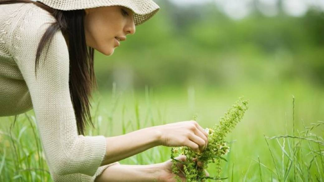 STAGE “Mon Baptême Sauvage” (débuter avec les plantes sauvages comestibles et médicinales)