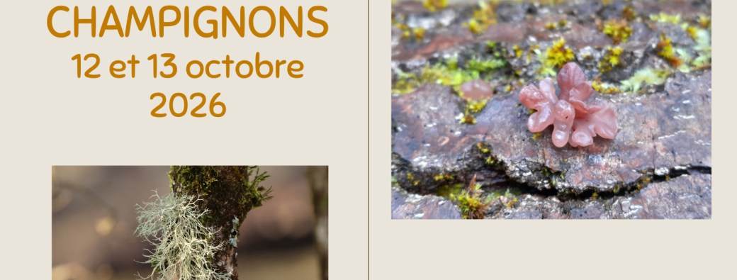 Stage naturaliste : Champignons [12 et 13 octobre]