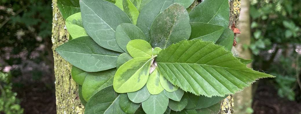 Stage nature - Connaissez-vous le "naturaliste" ? (7-10 ans)