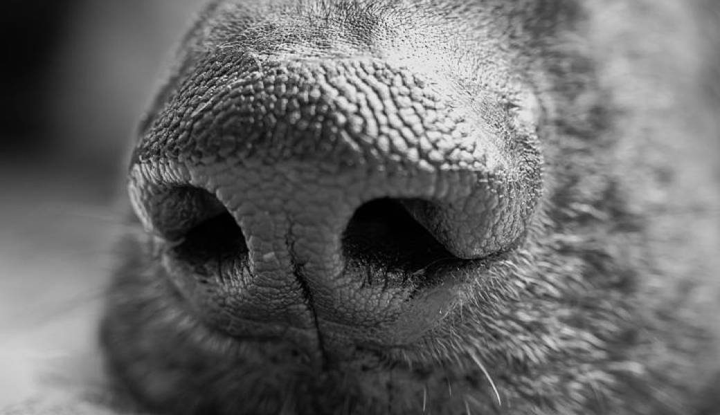 Stage Olfaction et Recherche Utilitaire