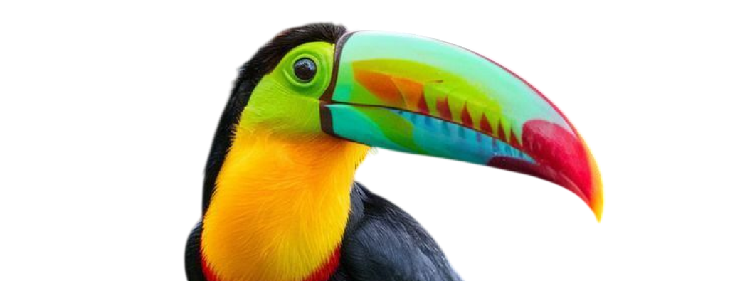 Stage peinture acrylique : les oiseaux