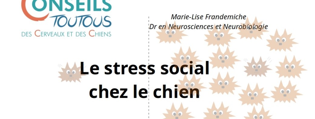 Stress social chez le chien