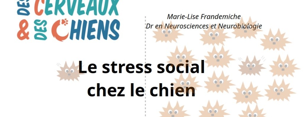 Stress social chez le chien