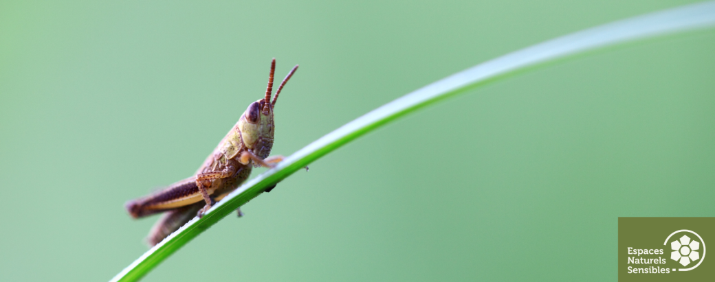 Stridulation des sauterelles et des grillons
