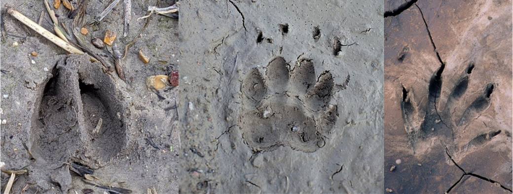 Sur la piste des animaux en famille 