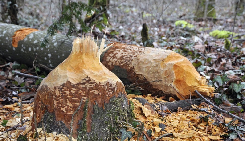 Sur la piste du castor  