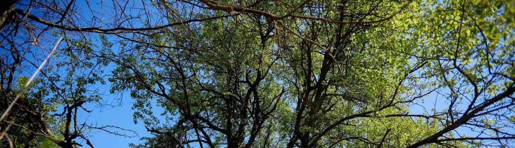 Sur les traces des arbres remarquables Sur les traces des arbres remarquables