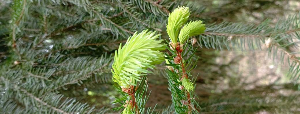 Sylvothérapie et chant vibratoire en forêt de Fontainebleau - 10 mai 2025