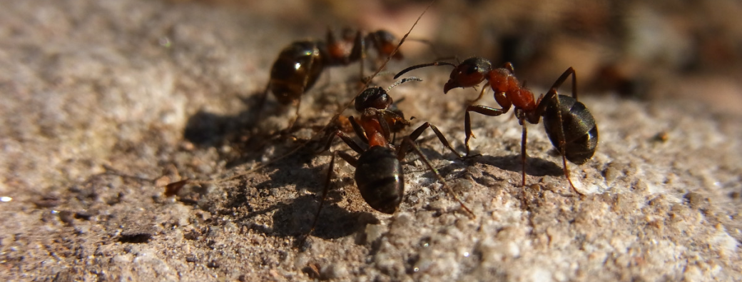 Table ronde : l'entraide dans la nature, des modèles pour notre société ?