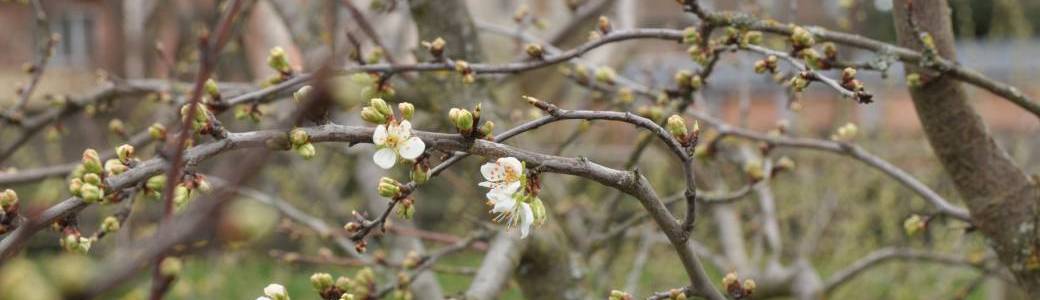 Taille des arbres fruitiers