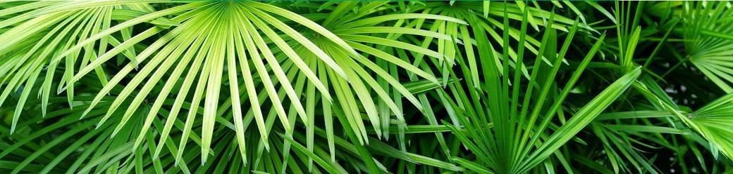 Téléconsultations en naturopathie