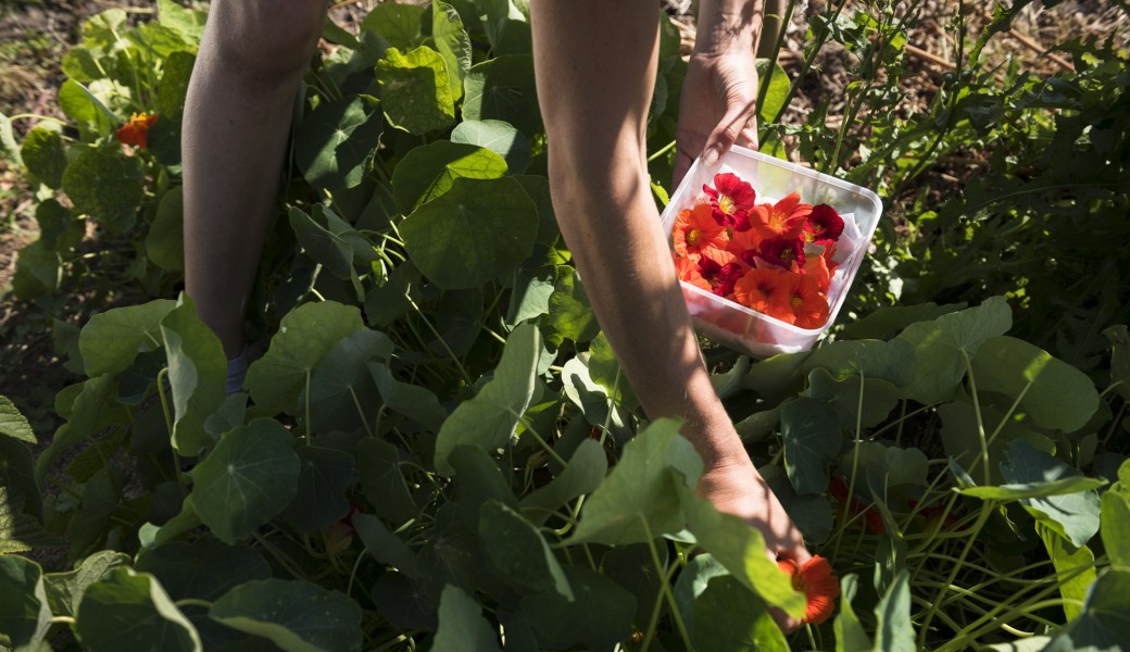 "TERRAPY : ATELIER POTAGER"