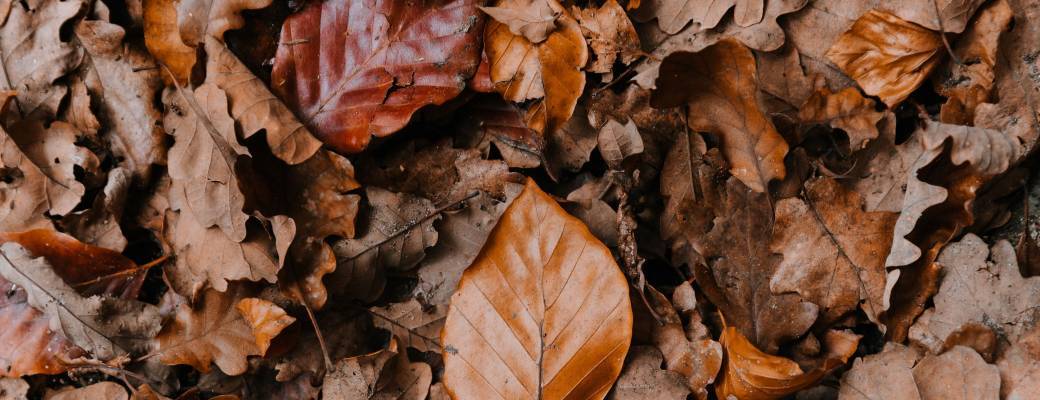 Tirer profit de l'automne pour se rebooster