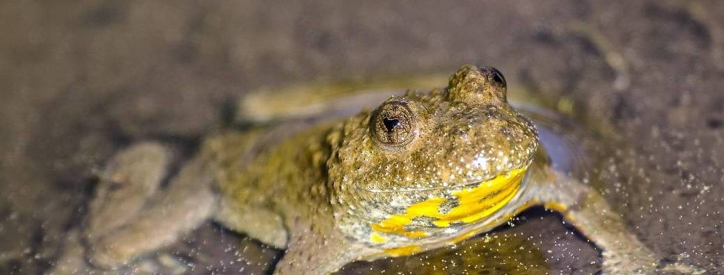 Tous à la rescousse du crapaud sonneur à ventre jaune ! (9-14 ans)