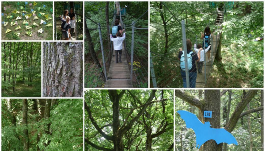Tout public : Sortie à Rambouillet, parc animalier et forestier