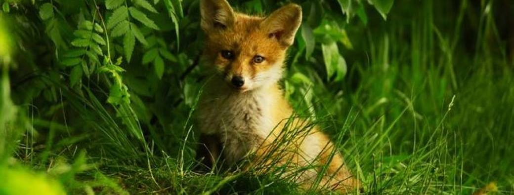 Tout savoir sur le renard 4-7 ans