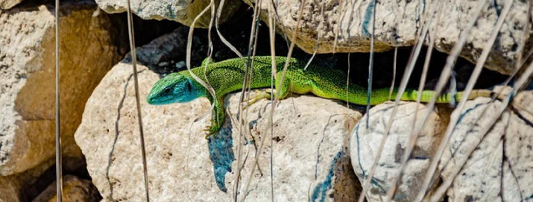 Tout savoir sur les lézards ! 4-7 ans