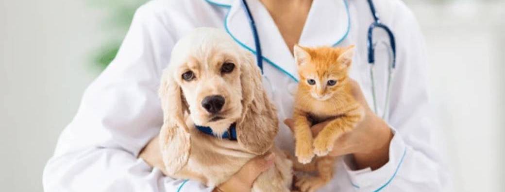 TP contention et examen clinique du chien et du chat