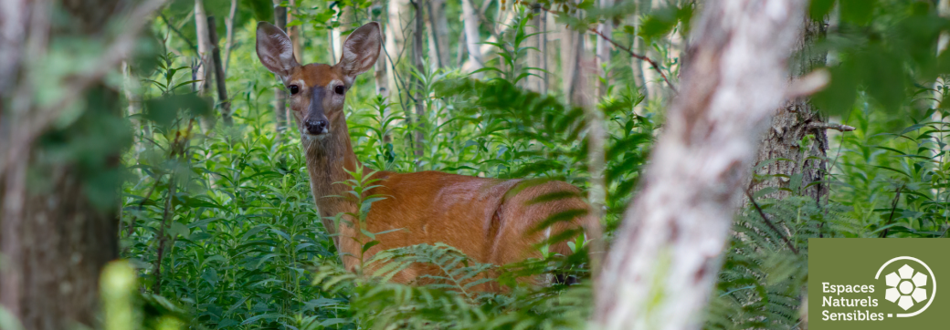 Traces et indices de la faune sauvage
