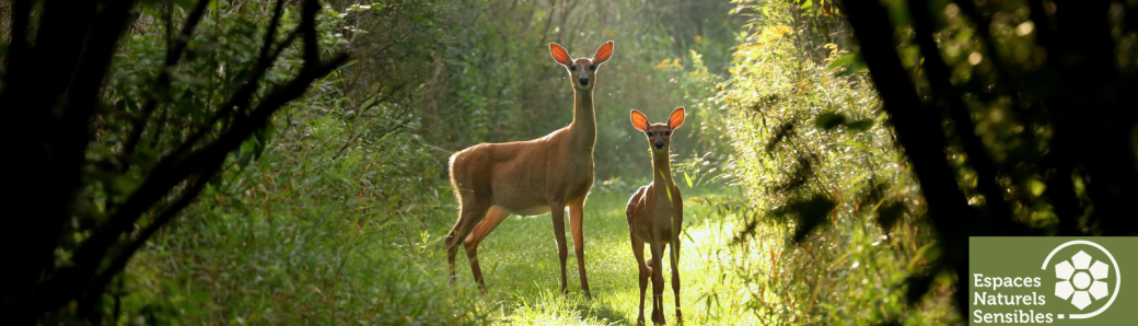Traces et indices de la faune sauvage
