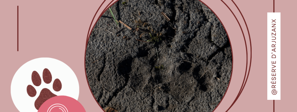 Traces et indices