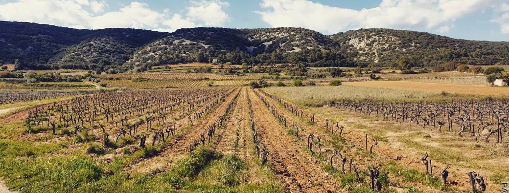 Sur les traces des vignes et des paysages