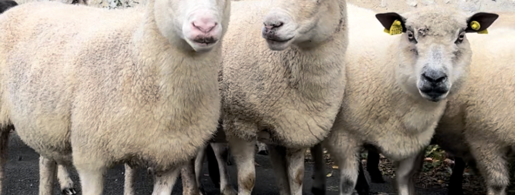 Transhumance de moutons à l'abbaye de Jumièges