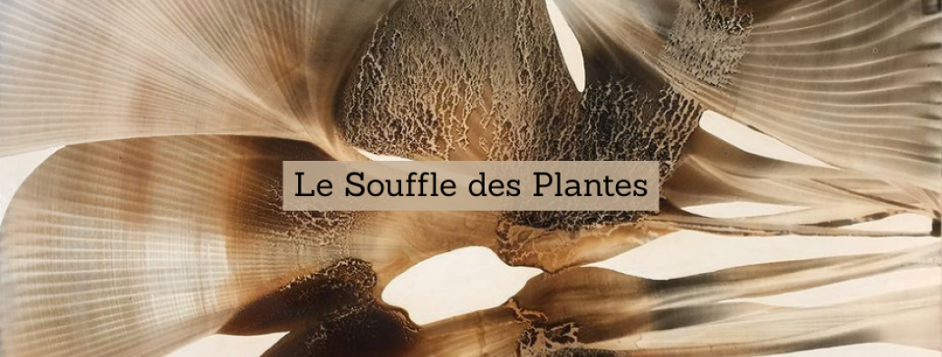 Transmission encens - Le Souffle des Plantes