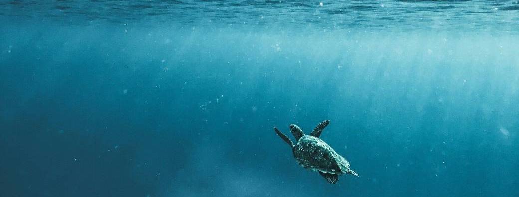 Trésor de l'eau :  capsule 1 - ballade sous-marine