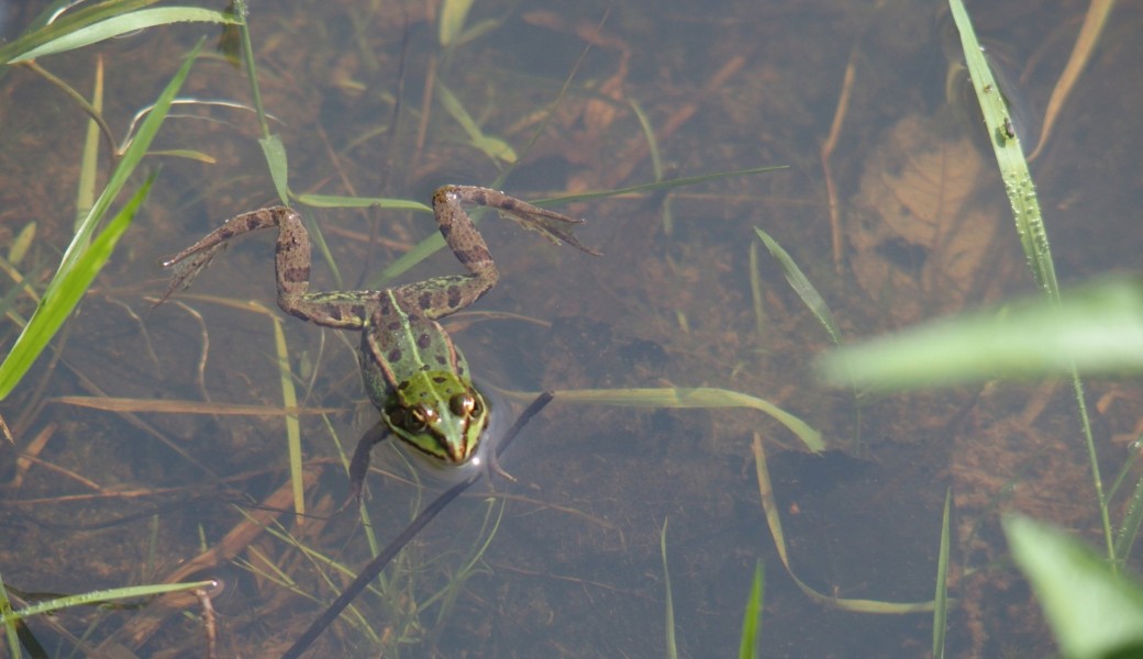 Tritons, rainette et salamandre ?