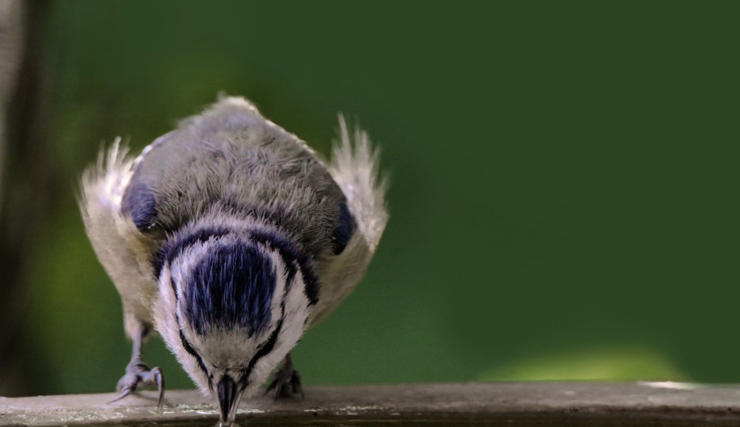 Un abreuvoir à oiseaux