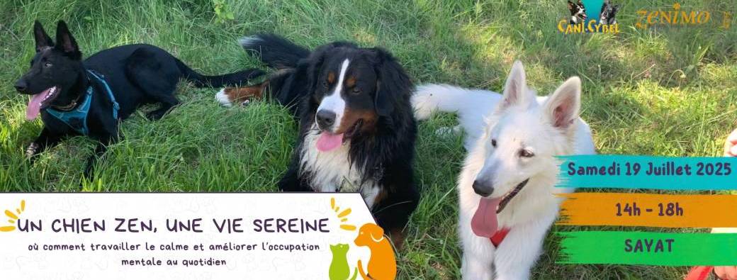 Un chien zen, une vie sereine 