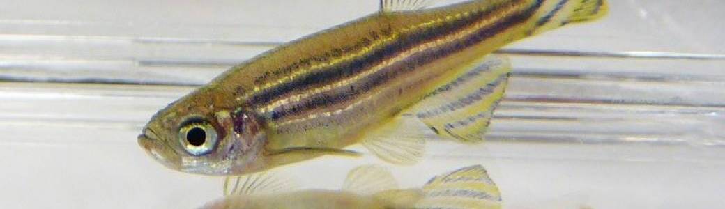 Un drôle de zèbre ce poisson !